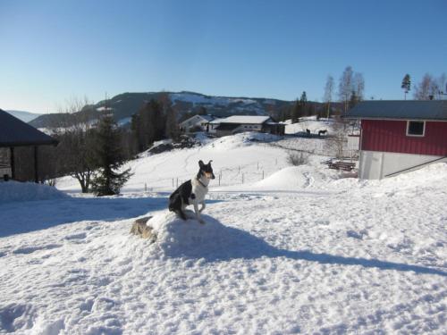 Asgardane Gjestegard in Gol Asgardane Gjestegard in Gol