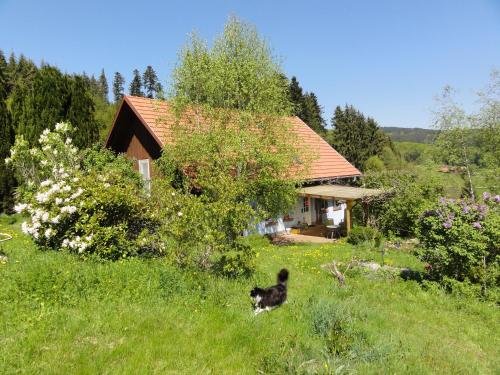 Kert, ruhiges Wohnen am Lama und Maine Coon Hof in Alleinlage in Biederbach 3 Zimmer mit Kochgelegenheit B in Biederbach Kert, ruhiges Wohnen am Lama und Maine Coon Hof in Alleinlage in Biederbach 3 Zimmer mit Kochgelegenheit B in Biederbach