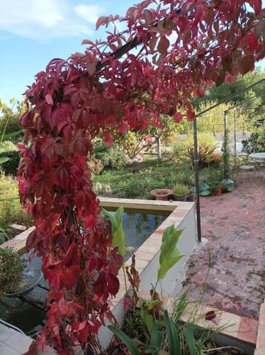 tuin, L'Oustaou Dorey in Les Cartelliers tuin, L'Oustaou Dorey in Les Cartelliers