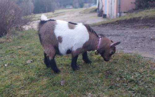 Stoagrawihof in Gross Gerungs Stoagrawihof in Gross Gerungs