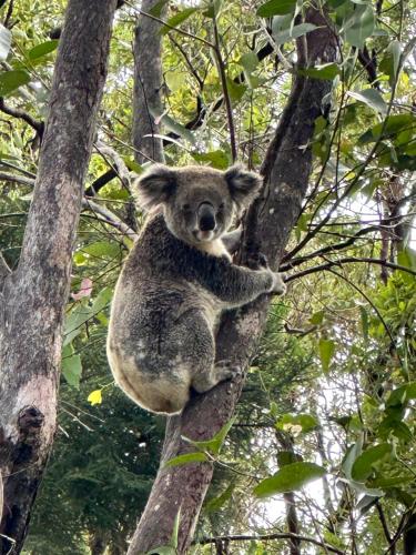 Take in stunning 360-degree views from every room in Mullumbimby Creek Take in stunning 360-degree views from every room in Mullumbimby Creek