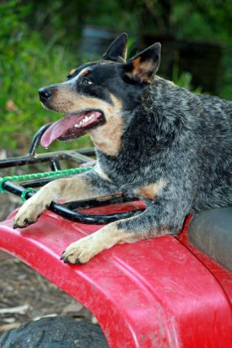 This photo about Croftons Retreat Nimbin shared on HyHotel.com