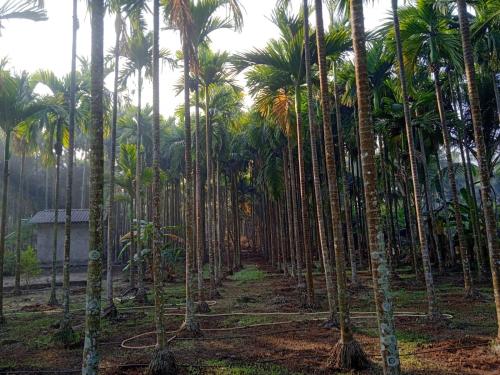 Green Woods Resort Near Kashid beach in 卡舒德 Green Woods Resort Near Kashid beach in 卡舒德