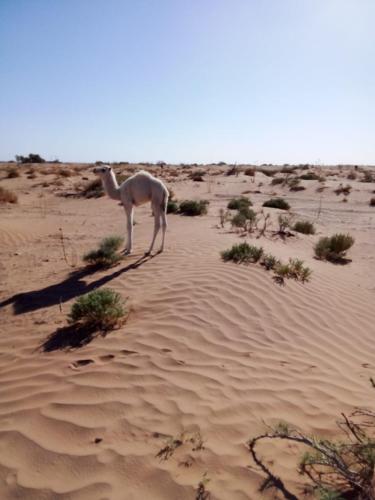 Desert skay camp in 마하미드 Desert skay camp in 마하미드