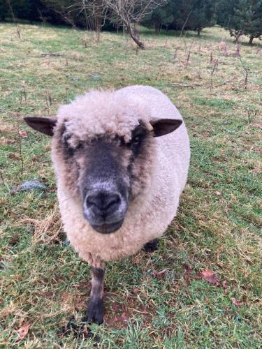 The Hen House in Bere Ferrers The Hen House in Bere Ferrers
