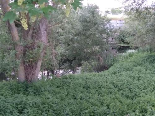 A környék, Ático Rosita en Camino de Santiago (Atico Rosita en Camino de Santiago) in Xinzo De Limia A környék, Ático Rosita en Camino de Santiago (Atico Rosita en Camino de Santiago) in Xinzo De Limia