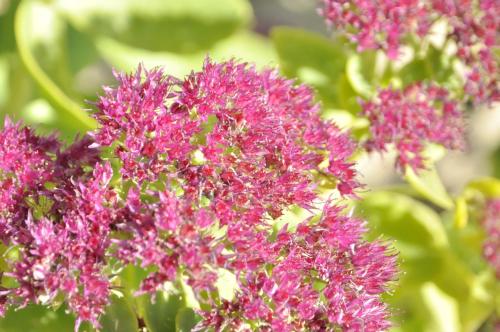 This photo about BelaVal Apartments - Calfosch shared on HyHotel.com