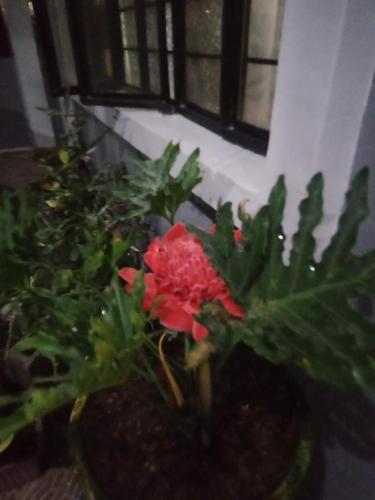 Garden, Viner's Inn in Tacloban Garden, Viner's Inn in Tacloban