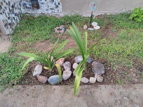 Los malvones in Larrea y Empalme Graneros Los malvones in Larrea y Empalme Graneros