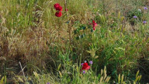 View, Les Pommerets in Le Grand-Quevilly View, Les Pommerets in Le Grand-Quevilly