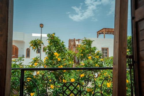 Rafiki Hostels - Dahab in دهب Rafiki Hostels - Dahab in دهب