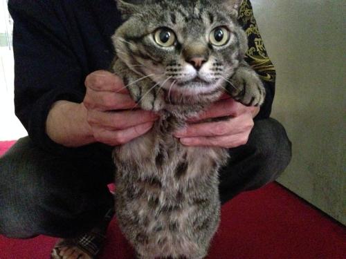 This photo about Isazen Ryokan shared on HyHotel.com