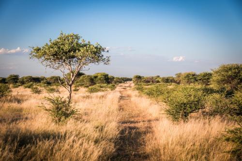 Omgeving, Gabus Safari Lodge in Otavi Omgeving, Gabus Safari Lodge in Otavi