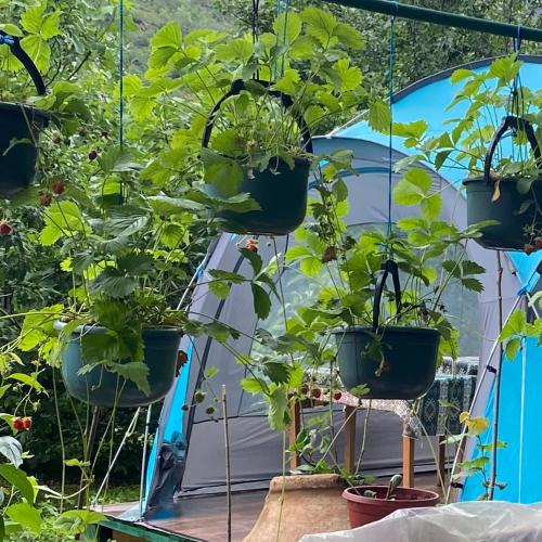 منظر, Тереза кемпинг in Haghpat منظر, Тереза кемпинг in Haghpat