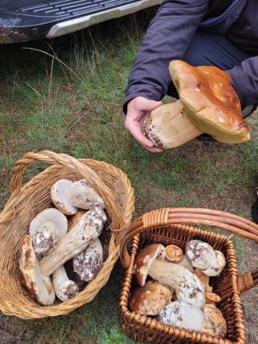 Refugio del cañon (Refugio del canon) in Ucero Refugio del cañon (Refugio del canon) in Ucero