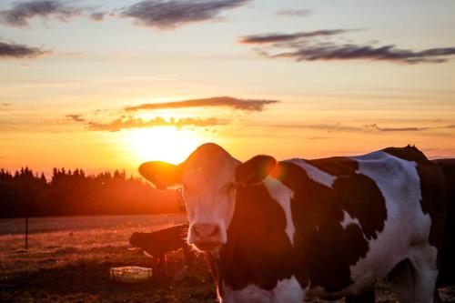 Rhön Apartments (Rhon Apartments) in Birx Rhön Apartments (Rhon Apartments) in Birx