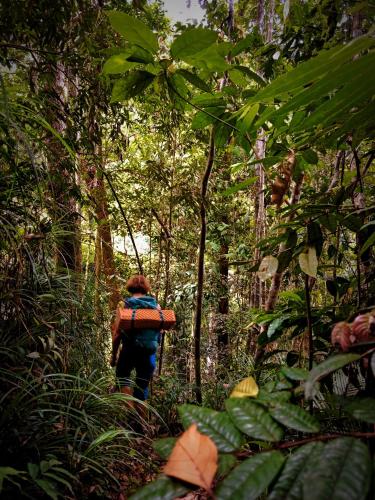 JUNGLE LIFE GUEST HOUSE Tereking & Tansport Book with us in Bukit Lawang JUNGLE LIFE GUEST HOUSE Tereking & Tansport Book with us in Bukit Lawang