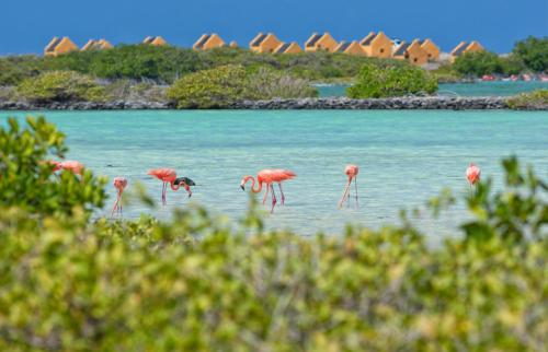 Pandangan, Bonaire 2 Stay Playa in Kralendijk Pandangan, Bonaire 2 Stay Playa in Kralendijk