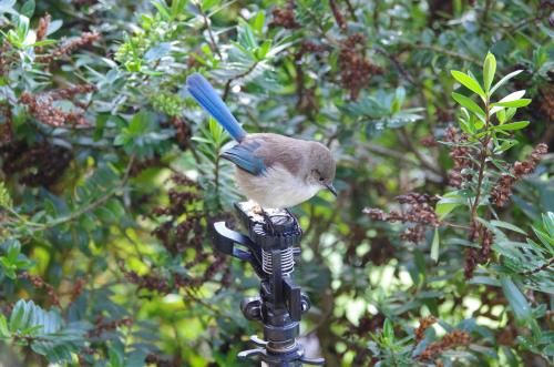 This photo about Surfside Ocean Beach Denmark Holiday Accommodation shared on HyHotel.com