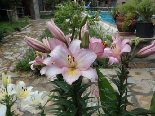 This photo about Linus Apart shared on HyHotel.com