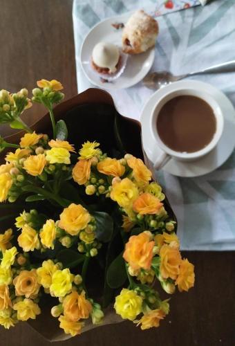 Dublin in Rocha Dublin in Rocha