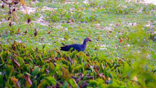 Bird View Resort Anawilundava in Arachchikattuwa Bird View Resort Anawilundava in Arachchikattuwa