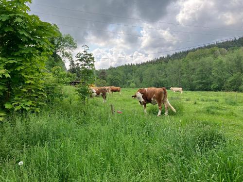 Roubenka U Andělů, Šumava (Roubenka U Andelu, Sumava) in קספרסקההורי Roubenka U Andělů, Šumava (Roubenka U Andelu, Sumava) in קספרסקההורי