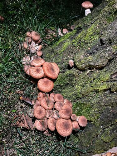 Sport és szabadidő, Agro-Stajnia in Tluszcz Sport és szabadidő, Agro-Stajnia in Tluszcz