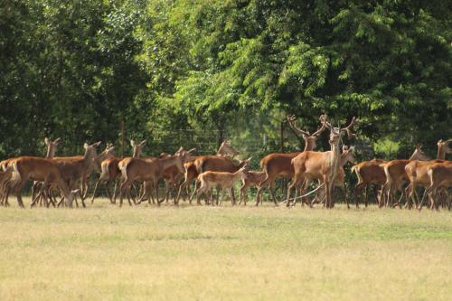 Weidmannsruh - große Ferienwohnung mit 3 Schlafzimmern in Schwarzheide Weidmannsruh - große Ferienwohnung mit 3 Schlafzimmern in Schwarzheide