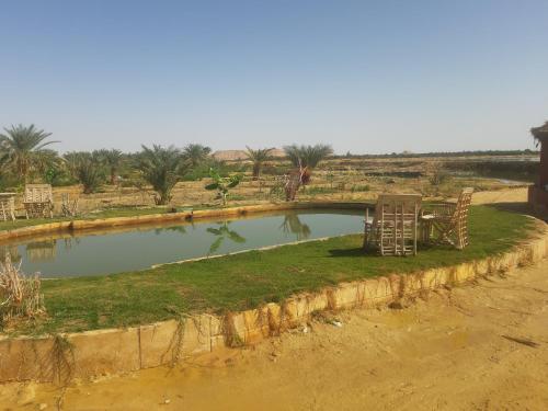 Svømmebasseng, M Biama Island in Siwa Svømmebasseng, M Biama Island in Siwa