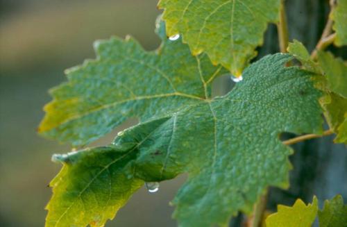 Bidaous in Villeneuve-de-Marsan Bidaous in Villeneuve-de-Marsan
