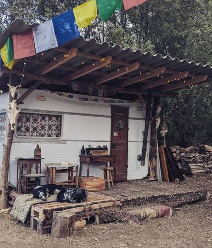 Cabayourte à la mauvaise herbe (Cabayourte a la mauvaise herbe) in Barjols Cabayourte à la mauvaise herbe (Cabayourte a la mauvaise herbe) in Barjols