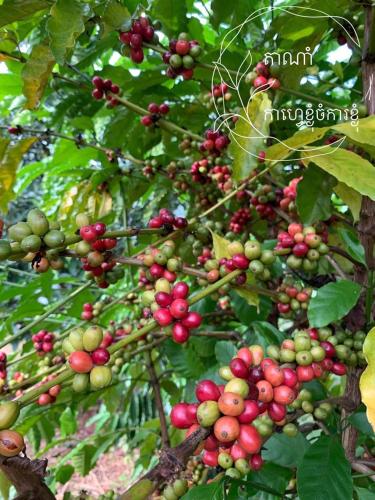 Coffee Tanam Leisure Lodge&Trekking in Banlung Coffee Tanam Leisure Lodge&Trekking in Banlung
