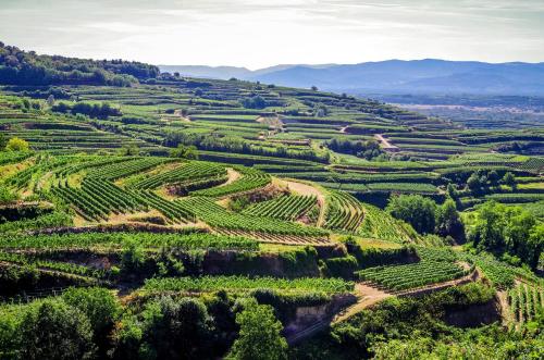 Dreiländereck am Kaiserstuhl (Dreilandereck am Kaiserstuhl) in 伊林根 Dreiländereck am Kaiserstuhl (Dreilandereck am Kaiserstuhl) in 伊林根