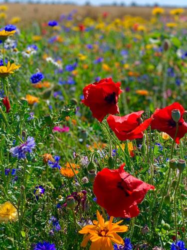 Ferienwohnung Matschak OG links in Fehmarn Ferienwohnung Matschak OG links in Fehmarn
