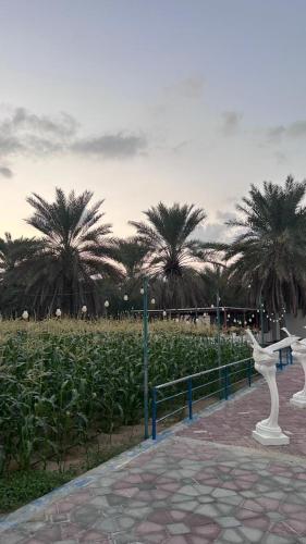 Farm dream in Al Bahya Farm dream in Al Bahya