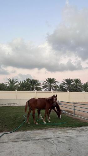 Farm dream in Al Bahya Farm dream in Al Bahya