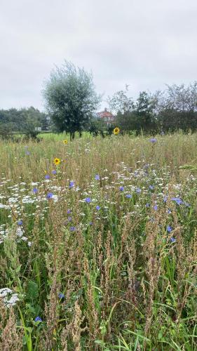 Навколишнє середовище, Vakantiehuis De Fiere - wijngaard Zutphen in Зютфен Навколишнє середовище, Vakantiehuis De Fiere - wijngaard Zutphen in Зютфен
