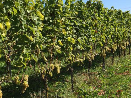 Сад, Vakantiehuis De Fiere - wijngaard Zutphen in Зютфен Сад, Vakantiehuis De Fiere - wijngaard Zutphen in Зютфен