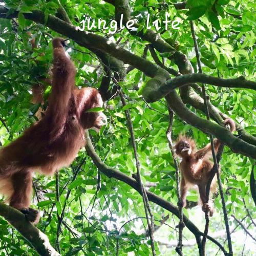 JUNGLE LIFE GUEST HOUSE - Trekking & Transport Only Book With Us in Bukit Lawang JUNGLE LIFE GUEST HOUSE - Trekking & Transport Only Book With Us in Bukit Lawang