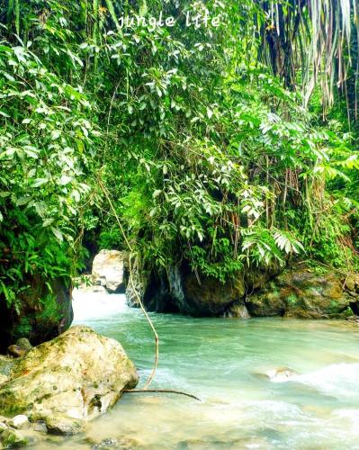 JUNGLE LIFE GUEST HOUSE - Trekking & Transport Only Book With Us in Bukit Lawang JUNGLE LIFE GUEST HOUSE - Trekking & Transport Only Book With Us in Bukit Lawang