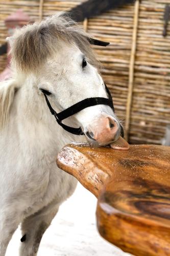 Tniqua Stable Inn in Πλἐτενμπεργκ Μπέυ Tniqua Stable Inn in Πλἐτενμπεργκ Μπέυ