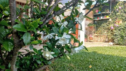 tuin, Aeropuerto a 5' y Ruta del Vino a 100 mts in Gral. Alvarado tuin, Aeropuerto a 5' y Ruta del Vino a 100 mts in Gral. Alvarado