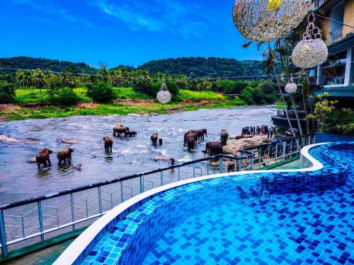 수영장, Peacock Village Pinnawala - Offer Alert! Elephant Welfare Program in 핀나왈라 수영장, Peacock Village Pinnawala - Offer Alert! Elephant Welfare Program in 핀나왈라