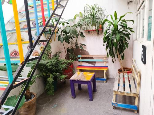 Monkey Safari Hostel in Queretaro Monkey Safari Hostel in Queretaro
