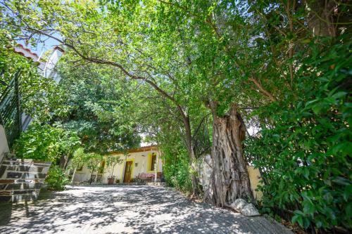 Garden, Small Villa Gerani in Euboea Garden, Small Villa Gerani in Euboea