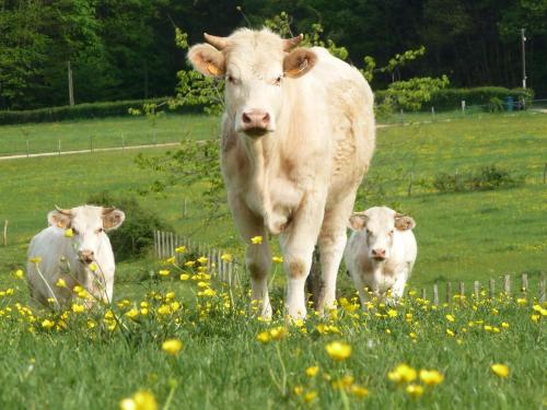 This photo about Oeno-tonneaux shared on HyHotel.com