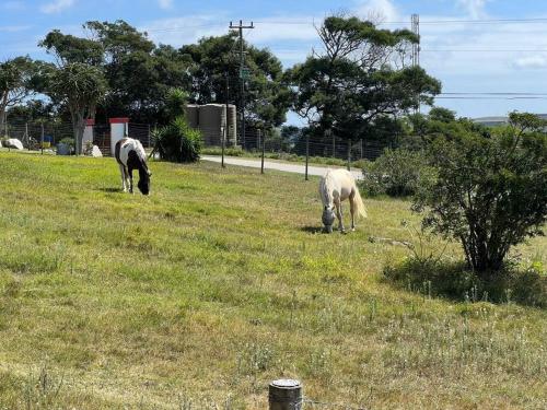 Beautiful suite Game Park view in Farms Port Elizabeth Beautiful suite Game Park view in Farms Port Elizabeth