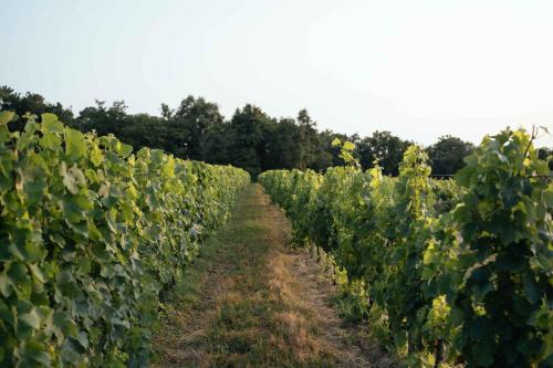 View, Castle near Saint Emilion with services included in Coutras View, Castle near Saint Emilion with services included in Coutras