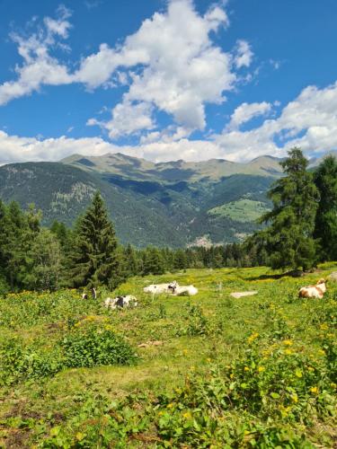 La casa di Ninis a Marilleva 1400